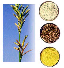 Food Ingredients - 100% Pure and Hygienic | Multi-Application for Home, 5% Protein, 0.1% Moisture, Food Grade Packaging