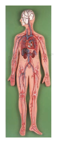 Circulatory System Model