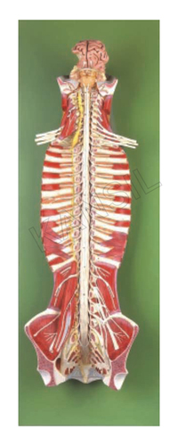 Spinal Cord in the Spinal Canal Model