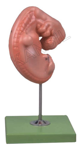 Embryo Model