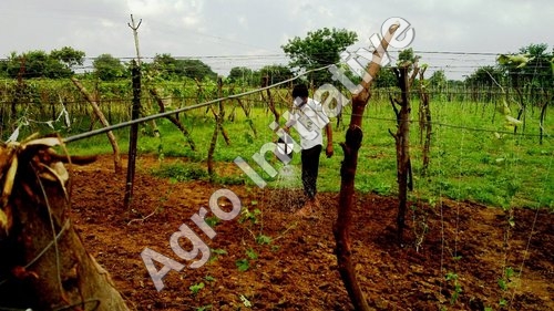 Biopesticides