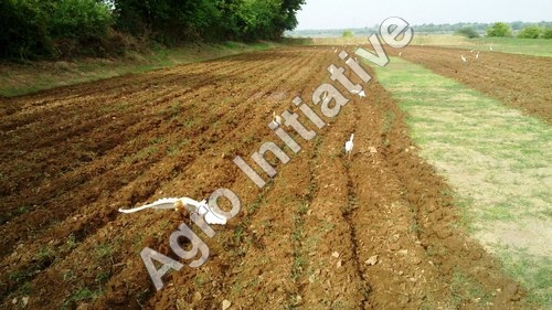 Organic Agricultural Fertilizer