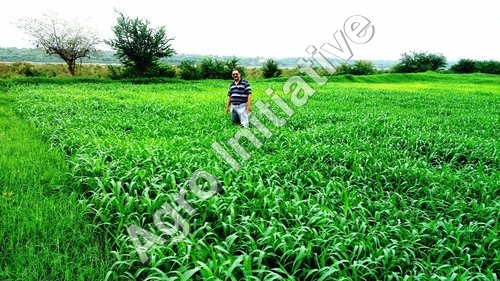 Bio Fertilizers