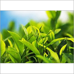 Green Tea Leaf