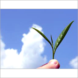 Tea Leaf