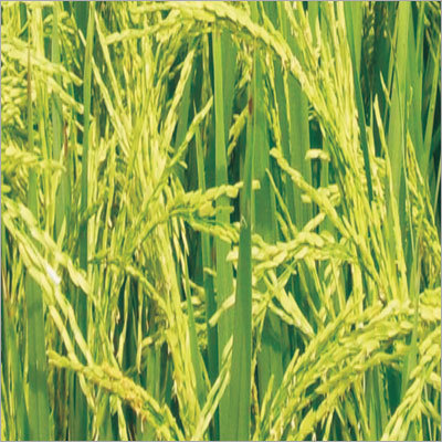 Paddy Seeds