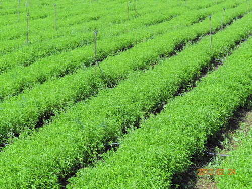 Stevia Plantation Consultancy