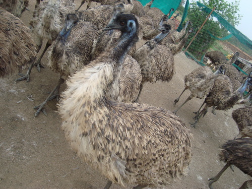 Emu Birds
