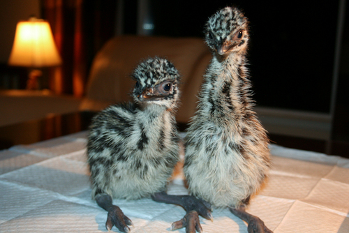 Emu Chicks