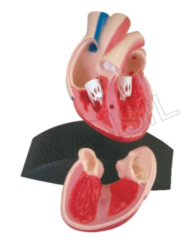 Heart Model