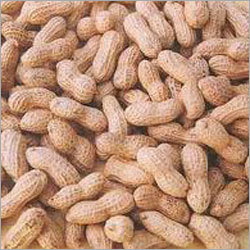 Ground Nut