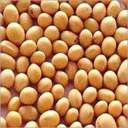 Soyabean Seed