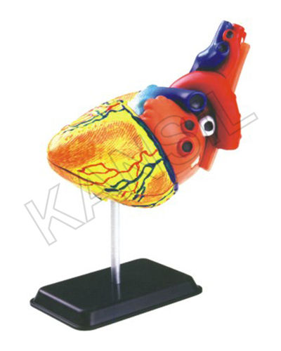 Heart Anatomy Model At Best Price In New Delhi Delhi N C Kansil And Sons 5250