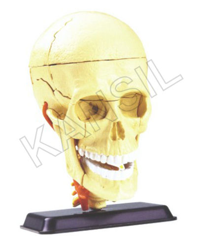 Cranial Nerve Skull Anatomy Model