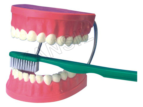 Lab Dental Care Model