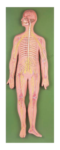 Nervous System Model