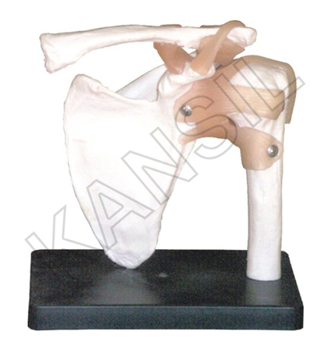 Shoulder Joint Anatomical Model