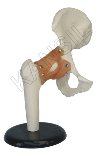 Real Life Size Adult Human Hip Joint Bone Anatomical Model