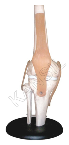 Knee Joint Model By N. C. KANSIL & SONS