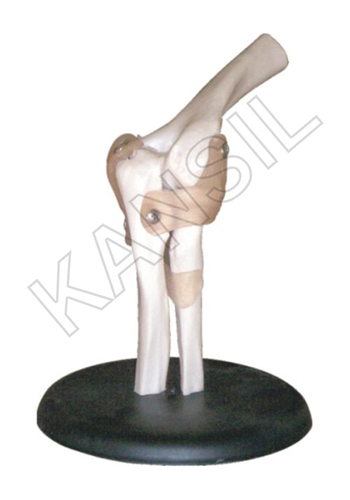 Elbow Joint Model