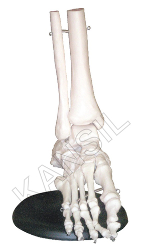 Foot Joints Model