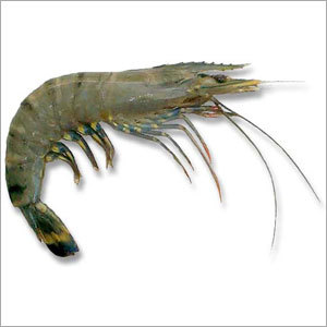 Black Tiger Prawn