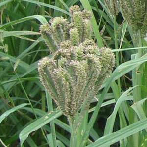 Ragi