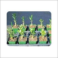 Growth Regulator