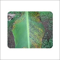 Bio Fungicide