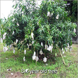 Mango Tree