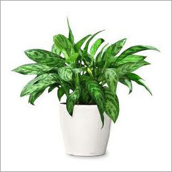 Ornamental Garden Plants