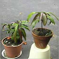 Mango Plant