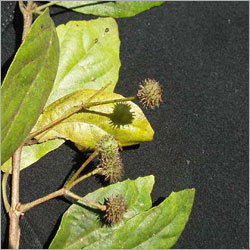 Kamala Plant