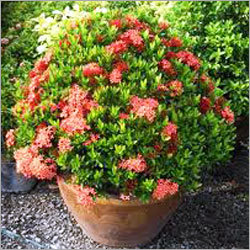 Ornamental Plants