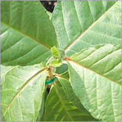 Guava Leaves Extract