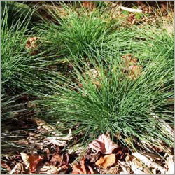 Festuca Muelleri