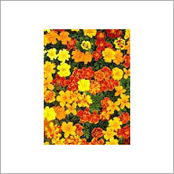 Flower Plants