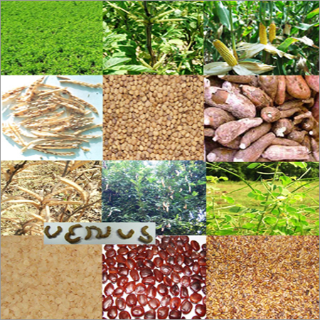 Tamarind Kernel Powder