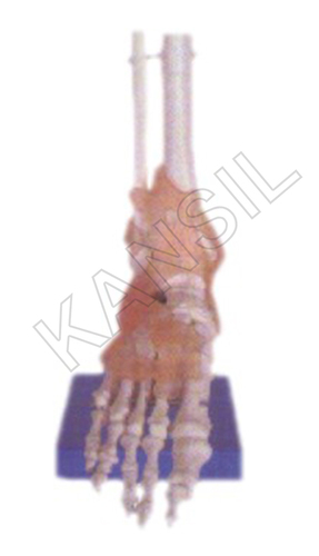 Life-Size Foot Joint with Ligaments Model