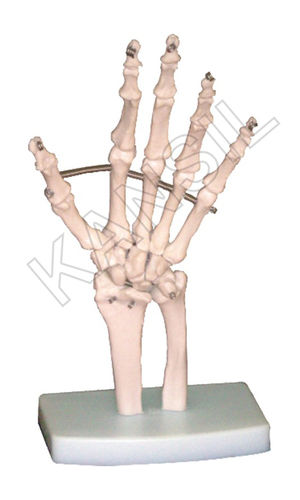 Hand Joint Model