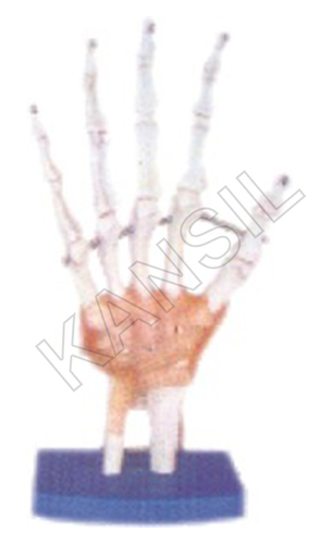 Life-Size Hand Joint with Ligaments Model