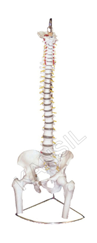 Vertebral with pelvis and femur heads Model