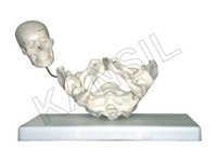 Birth Demonstration Model