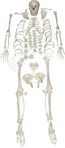 Disarticulated Skeleton Model / Bone Set