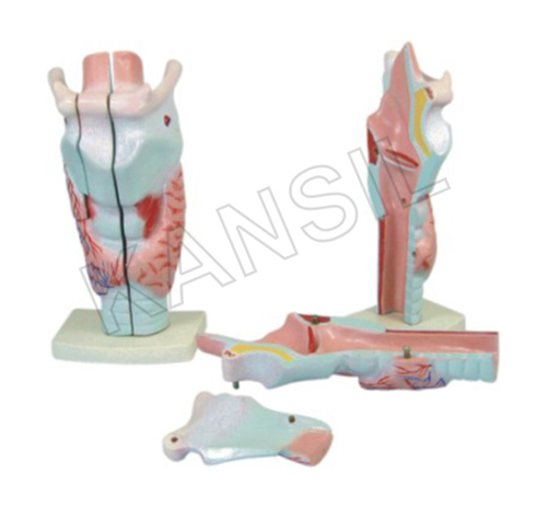 Human Larynx Model Magnified Model