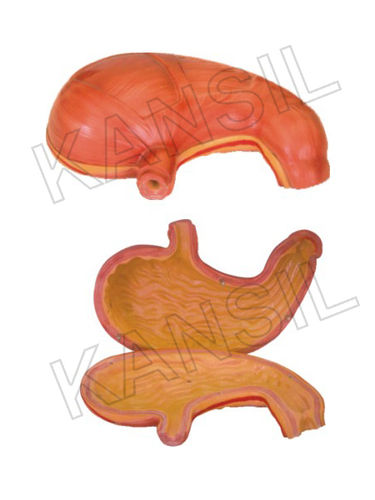 Stomach Model