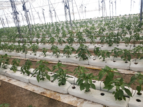 Greenhouse - Poly House- Net House