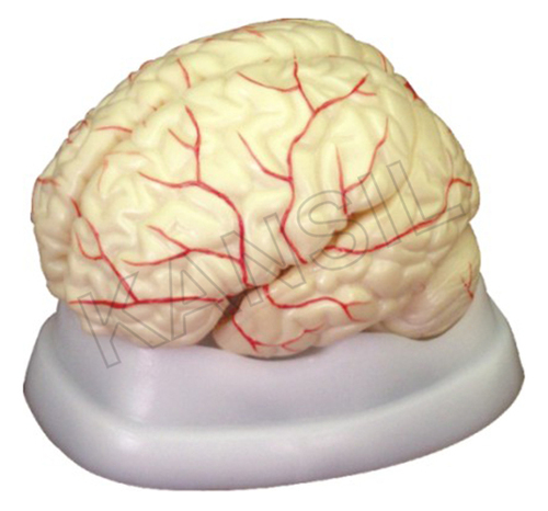 Premium Quality Brain with Arteries Model