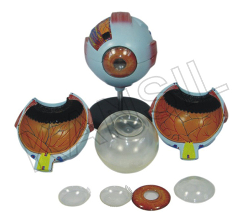 Giant Eye Model