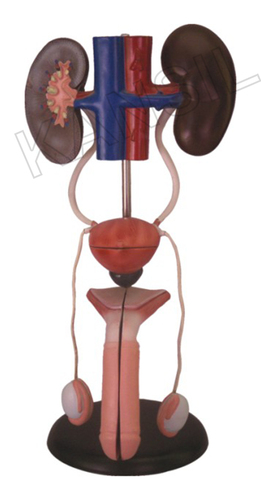 PVC Plastic Male Urogenital System Model